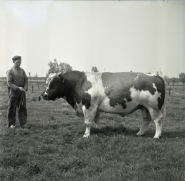 Stalmeester Frits Raijmakers met stier Sjors.